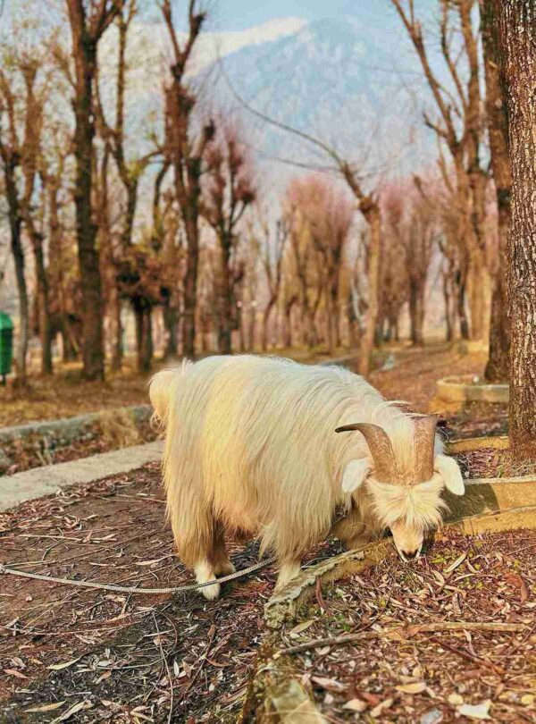 pahalgam-destination